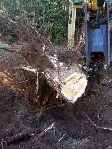 Stump Removal Mission, Maple Ridge, Coquitlam, Abbotsford and Langley BC