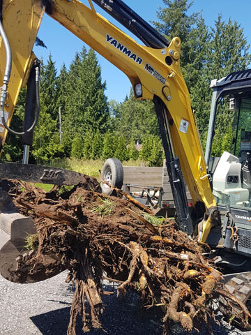 Stump Removal Mission, Maple Ridge, Coquitlam, Abbotsford and Langley BC