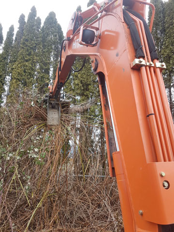 Land Clearing Blackberry Removal
