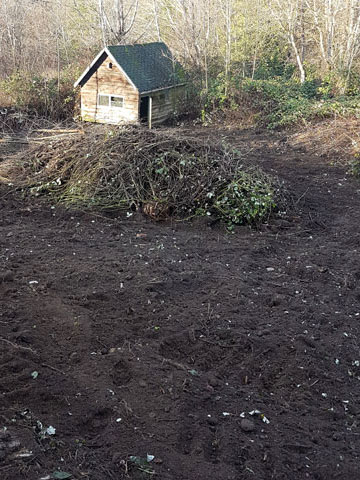 Brush Blackberry removal Mission, Maple Ridge, Coquitlam, Abbotsford and Langley BC
