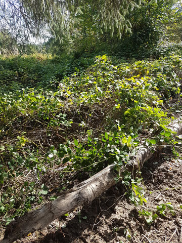 Riparian area installation Mission, Maple Ridge, Coquitlam, Abbotsford and Langley BC