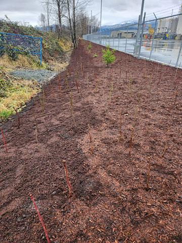 Riparian area installation Mission, Maple Ridge, Coquitlam, Abbotsford and Langley BC